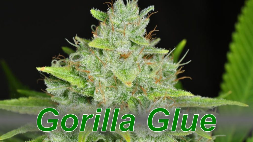 Gorilla Glue Cannabis Strain