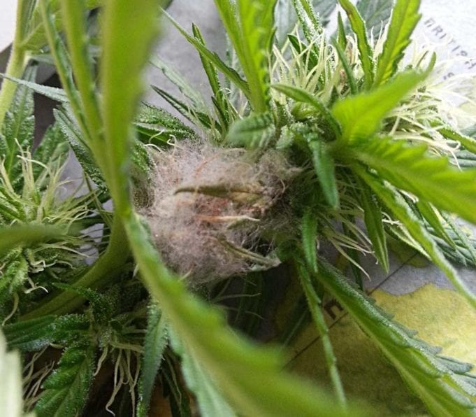 Bud Rot: 3 Ways To Avoid Moldy Weed and Keep it Healthy bud rot