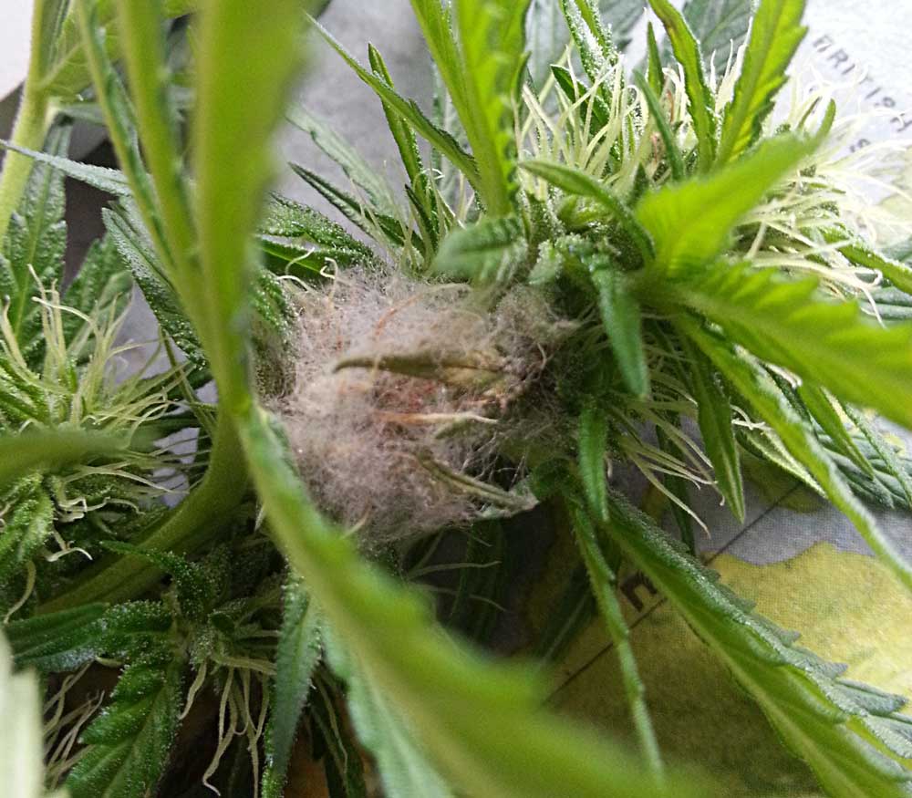 bud rot