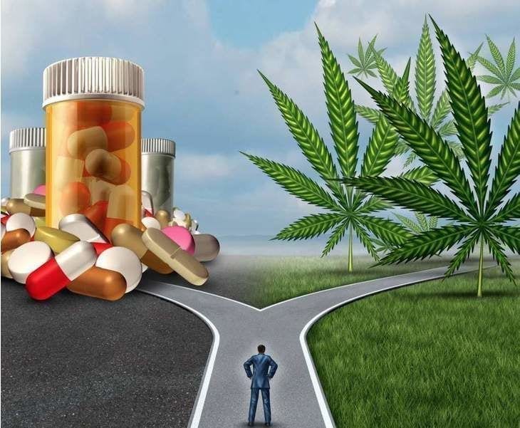 Marijuana could be a remedy for Opioid addiction 