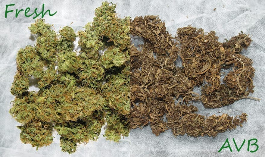 Fresh bud VS AVB