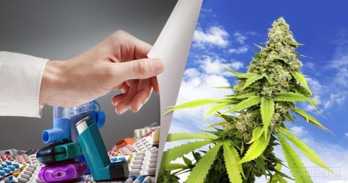 Cannabis & Asthma: 5 Amazing Things You Probably Didn’t Know cannabis and asthma
