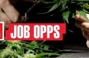 Marijuana Job Opportunities