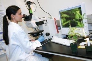 Scientist researching marijuana