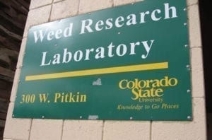 Marijuana Research At Colorado State University