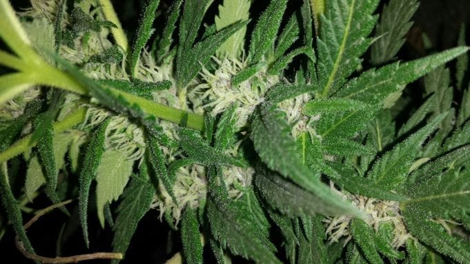 The Rarest Weed Strains on Earth Now 2017 weed strains
