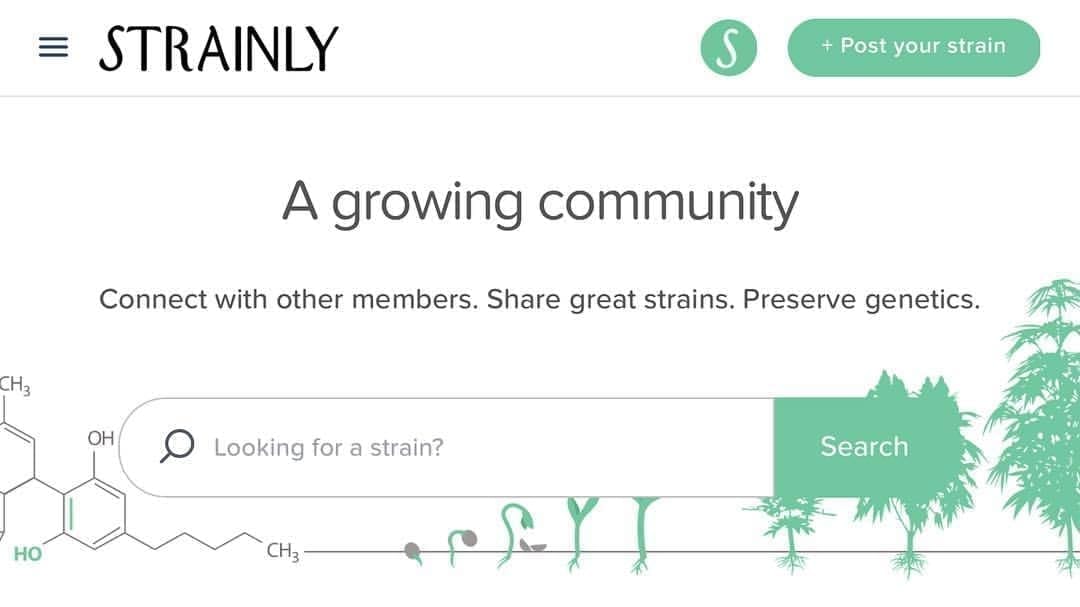 Connect and exchange personal experience with Strainly