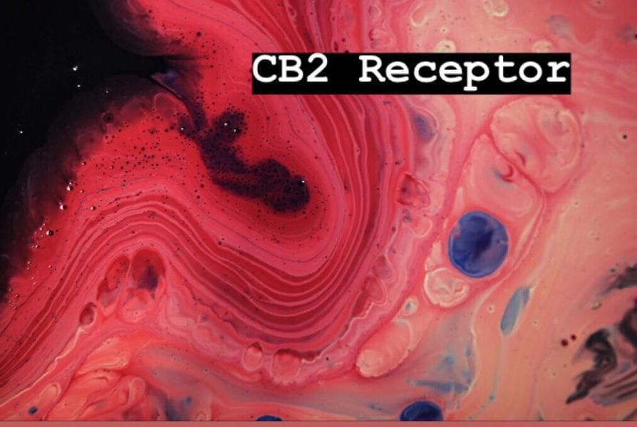 cb2 receptor