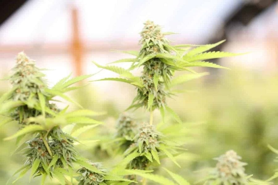 sativa-featured