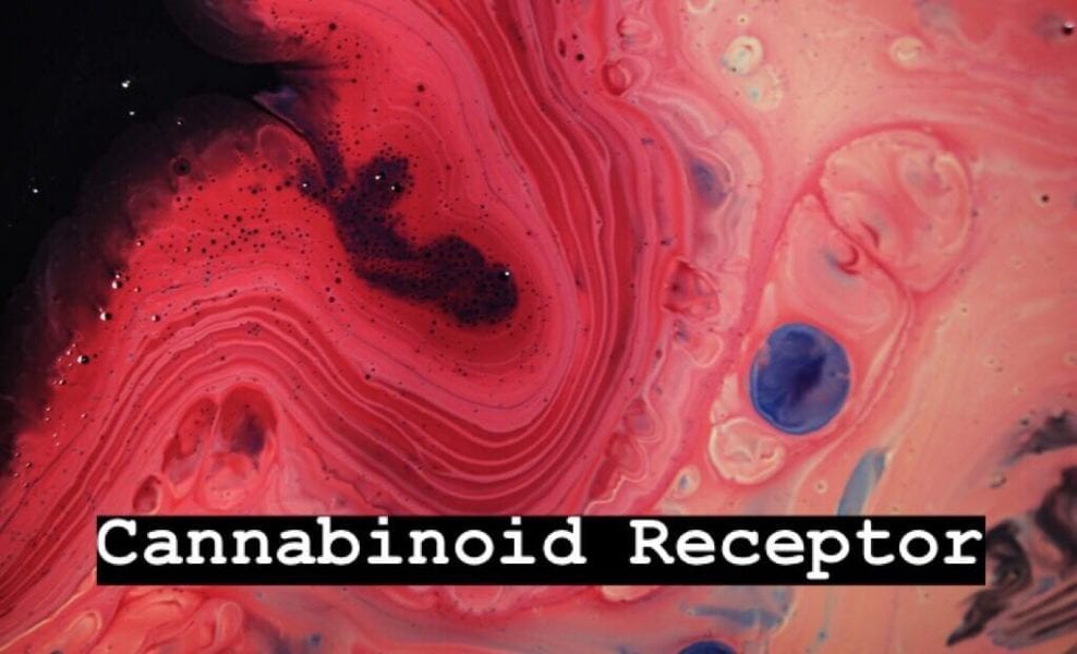 cannabinoid receptor