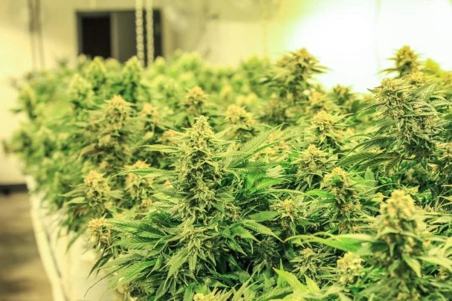 cannabinoid feature