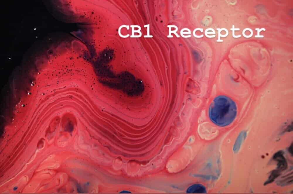 cb1 receptor marijuana psychoactive effect