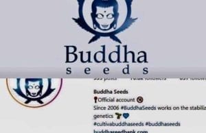 buddha seeds bank autoflowering cannabis spain