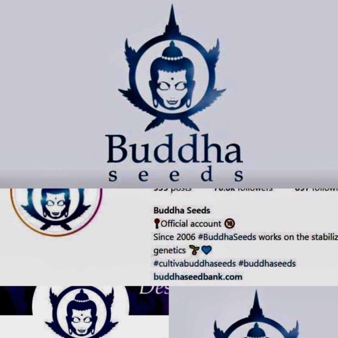 Buddha Seeds: Spain’s Best Quality Cannabis Seed Bank buddha seeds bank autoflowering cannabis spain