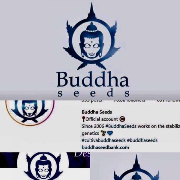 buddha seeds bank autoflowering cannabis spain