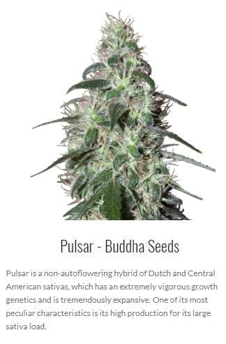 buddha seeds autoflowering cannabis spain