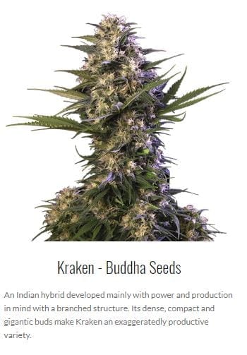 buddha seeds autoflowering cannabis spain