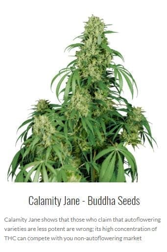 buddha seeds autoflowering cannabis spain