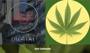 intuitive and responsive Cannabis web design 