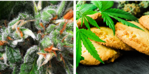 Marijuana Products: Considered HIgh Risk Business