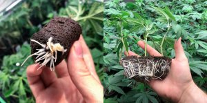 cultivated plants showing root structure