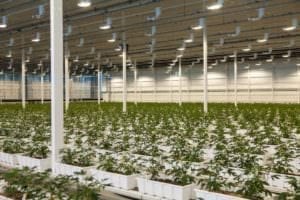 Aurora Cannabis Canadian facility