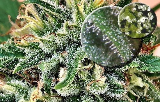 Cannabis-Trichome trichomes on the surface of a plant