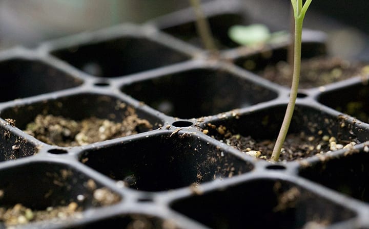 How To Clone Cannabis Plants