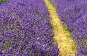 lavender also contains linalool