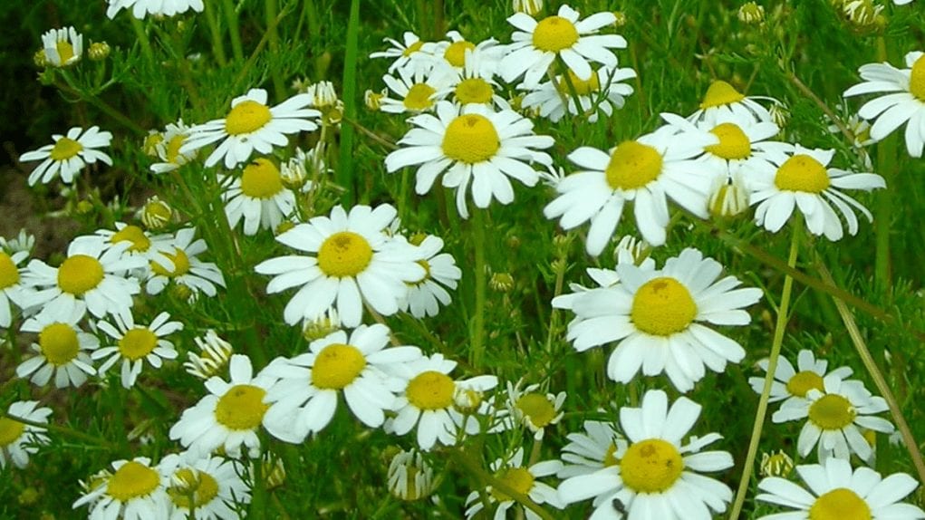 bisabolol bisabolol is best known from chamomile