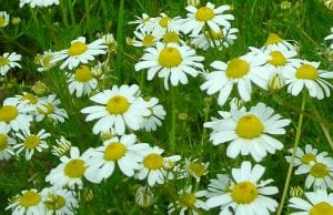 bisabolol is best known from chamomile