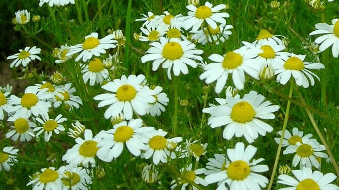 Bisabolol : A Cannabis Terpene bisabolol is best known from chamomile