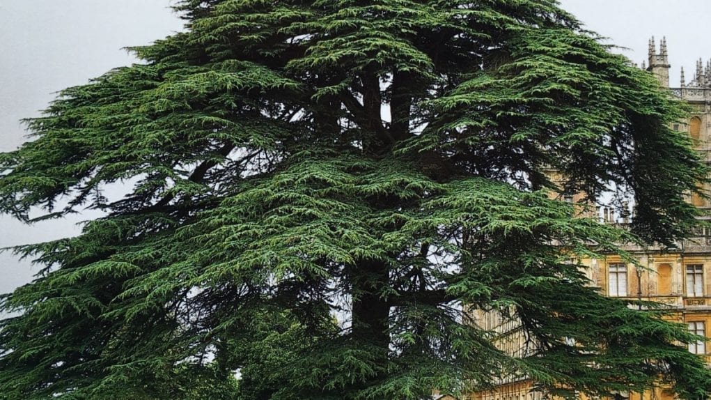 carene delta 3 carene is also found in cedar trees