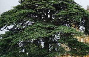 delta 3 carene is also found in cedar trees