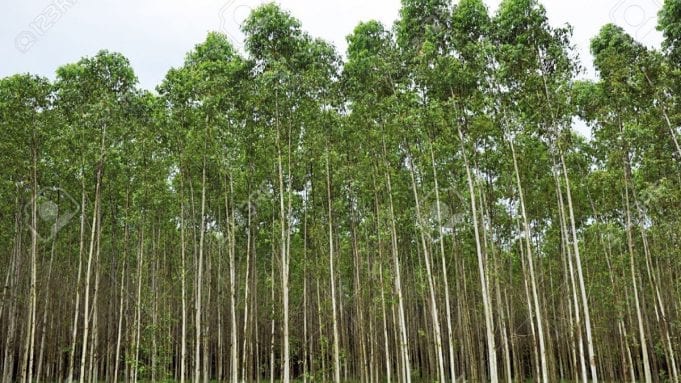 Eucalyptol : A Cannabis Terpene eucalyptol is named after eucalyptus trees