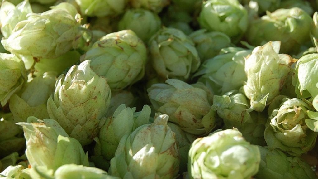 humulene humulene was first discovered in hops