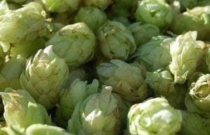 humulene was first discovered in hops