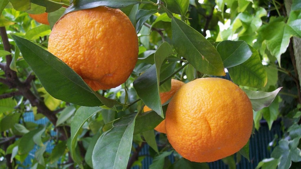 nerolidol nerolidol is best known from the bitter orange