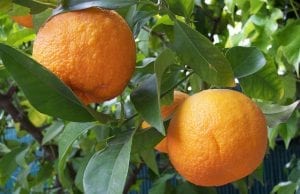 nerolidol is best known from the bitter orange