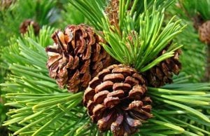 pine trees are rich in pinene