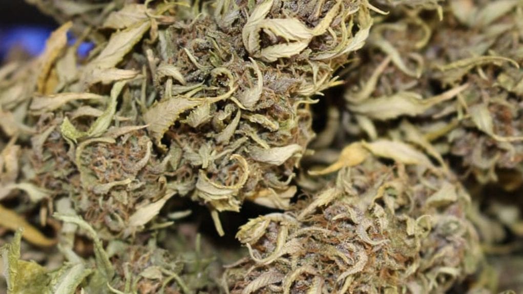 dry_herb dry cannabis herb
