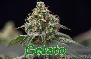 Gelato_cannabis_strain