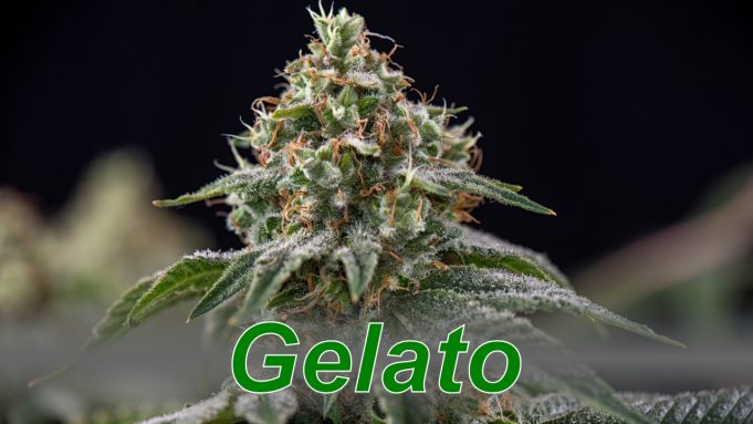 Gelato – Cannabis Strain Gelato_cannabis_strain