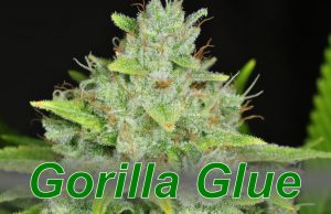 Gorilla_Glue_cannabis_strain