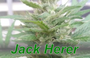 Jack_Herer_cannabis_strain