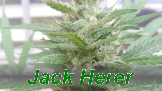 Jack Herer – Cannabis Strain Jack_Herer_cannabis_strain