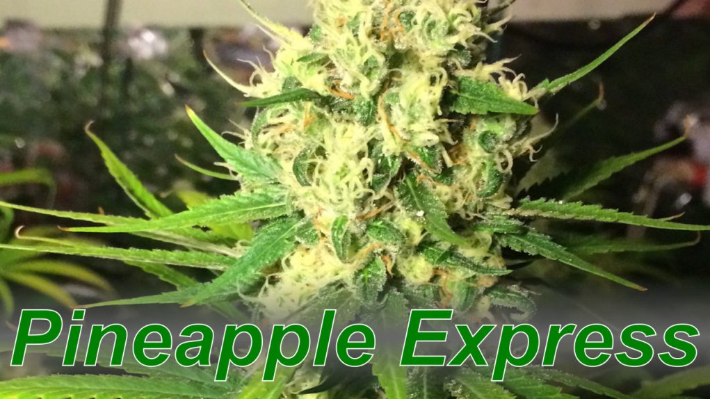 Pineapple_Express_cannabis_strain Pineapple_Express_cannabis_strain