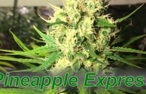 Pineapple_Express_cannabis_strain