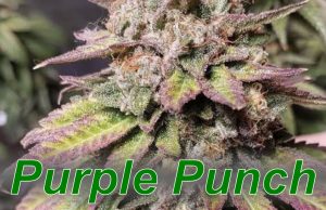 Purple_Punch_cannabis_strain