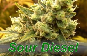 Sour_Diesel_cannabis_strain